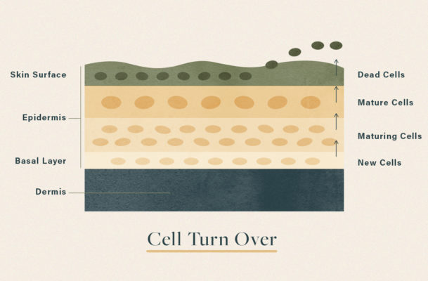 Cellular Turnover For A Youthful Skin