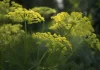Dill: A Herb of Health and Wellness Dill: A Herb of Health and Wellness