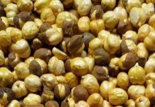 The Roasted Chana that you have in your “Chakna” can be much more beneficial than you know!