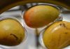 Soaking Mangoes in Water Before Eating: An Old & Refreshing Tradition with Scientific Benefits Mango